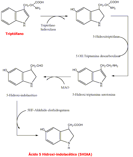 Síntesis y degradación de serotonina